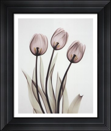 Framed Tulipa One Print