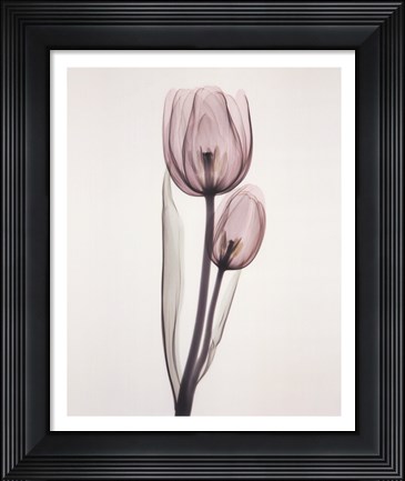 Framed Tulipa Two Print