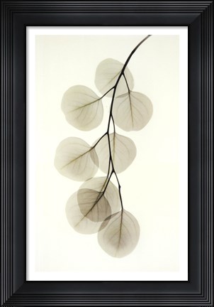Framed Eucalyptus Print