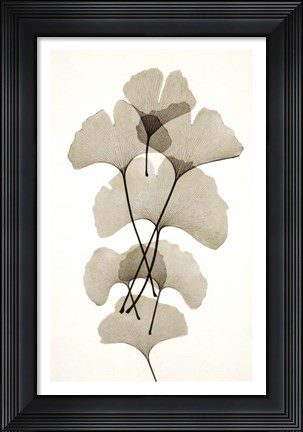 Framed Ginko Print