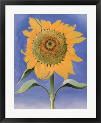 Framed Sunflower, New Mexico, 1935 Print