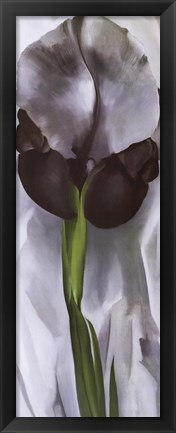 Framed Iris Print