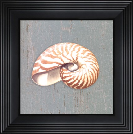 Framed Nautilus Print