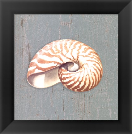 Framed Nautilus Print