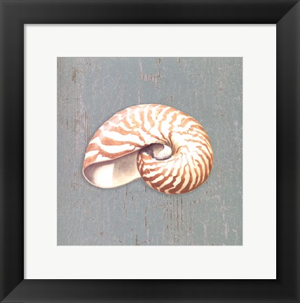 Framed Nautilus Print