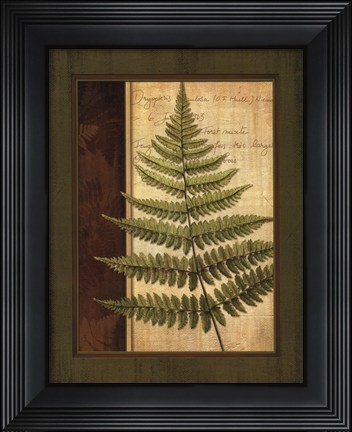 Framed Fern Grotto I Print