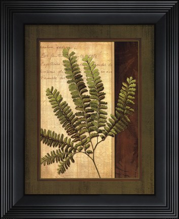 Framed Fern Grotto II Print