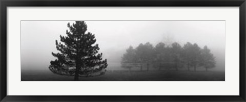 Framed Misty Pines Print