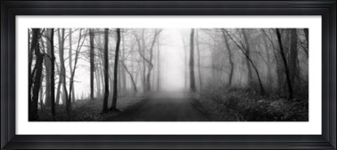 Framed Woodland Walk Print