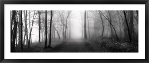 Framed Woodland Walk Print