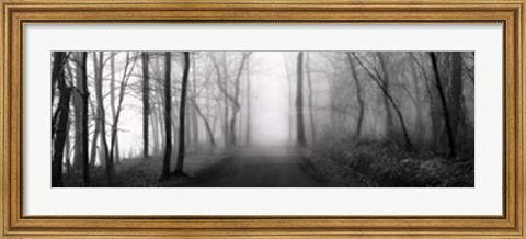 Framed Woodland Walk Print