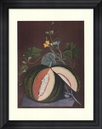 Framed White Seeded Rock Melon Print