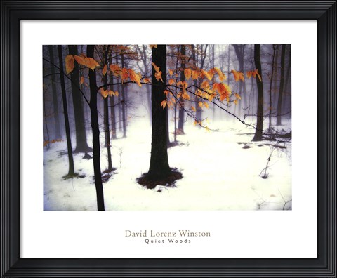 Framed Quiet Woods Print