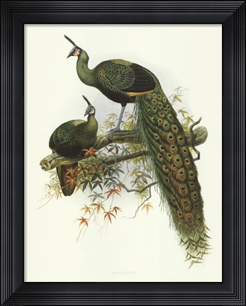 Framed Pavo Muticus Print