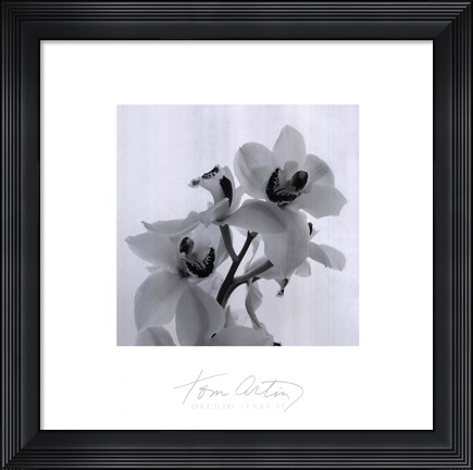 Framed Orchid Spray II Print