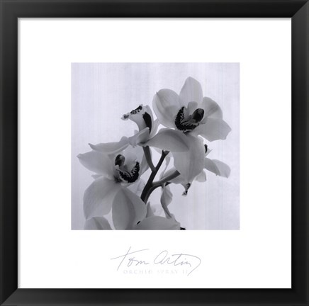 Framed Orchid Spray II Print