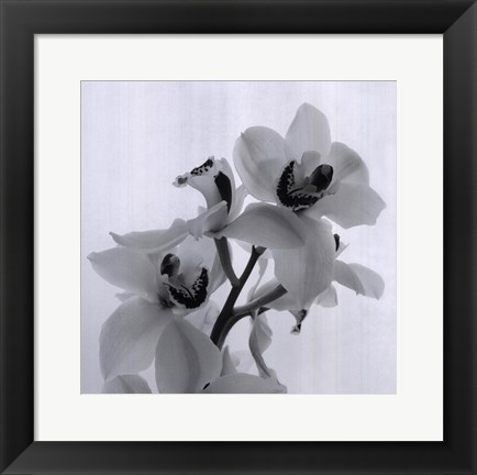 Framed Orchid Spray II Print