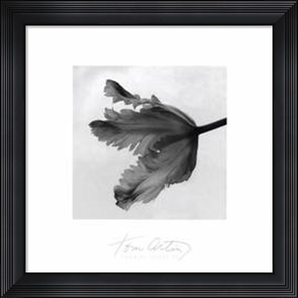Framed Parrot Tulip II Print