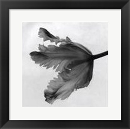 Framed Parrot Tulip II Print