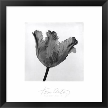 Framed Parrot Tulip I Print