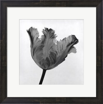Framed Parrot Tulip I Print