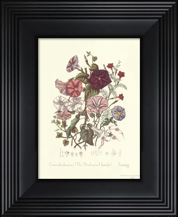 Framed Convolvulaceae Print