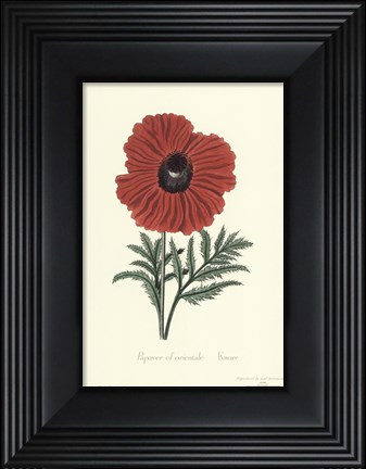 Framed Papaver Cf Orientale Print