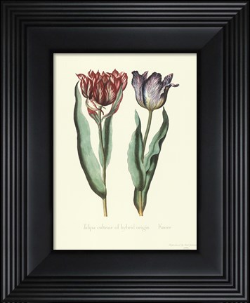 Framed Tulipa Cultivar Print