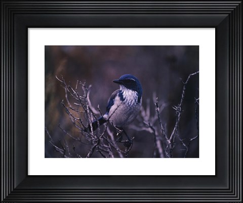 Framed Scrub Jay Print