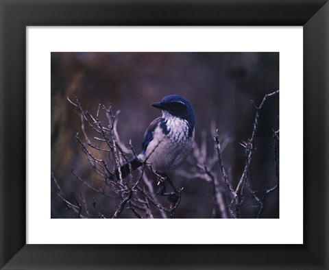 Framed Scrub Jay Print