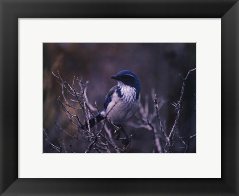 Framed Scrub Jay Print