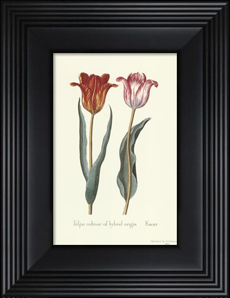 Framed Tulipa Cultivar Print