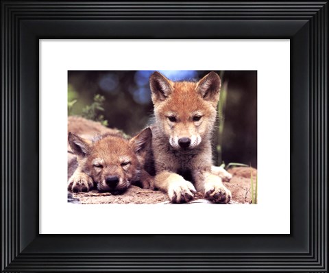 Framed Spring Wolf Pups Print