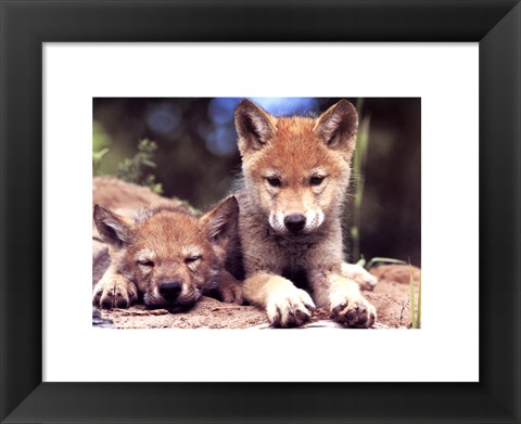 Framed Spring Wolf Pups Print