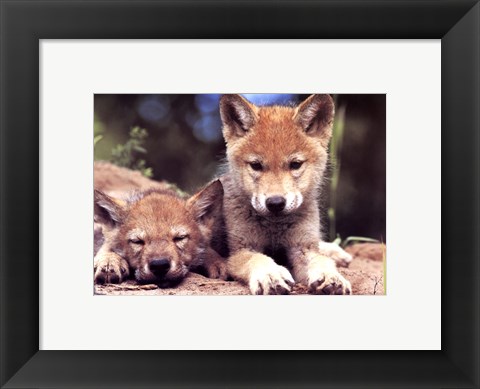 Framed Spring Wolf Pups Print