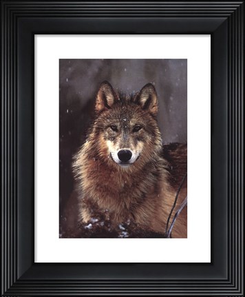 Framed Woodland Pride, Montana Print