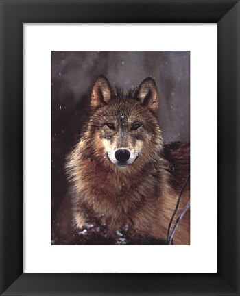 Framed Woodland Pride, Montana Print