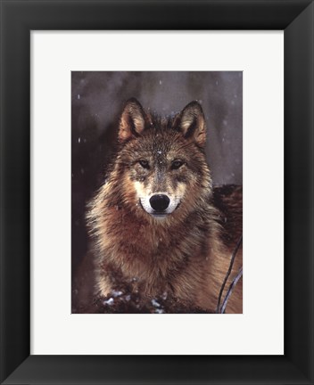 Framed Woodland Pride, Montana Print