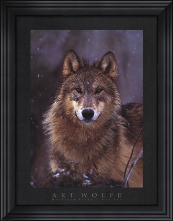 Framed Woodland Pride, Montana Print