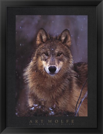 Framed Woodland Pride, Montana Print