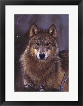 Framed Woodland Pride, Montana Print