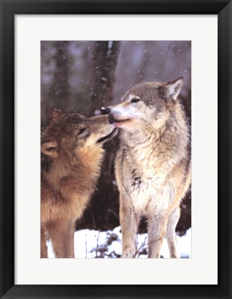 Framed Boreal Interlude, Canada Print