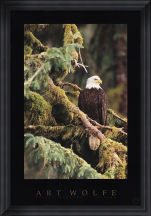 Framed Silent Sentinel, Alaska Print