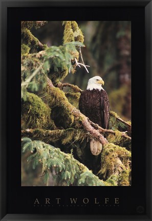 Framed Silent Sentinel, Alaska Print