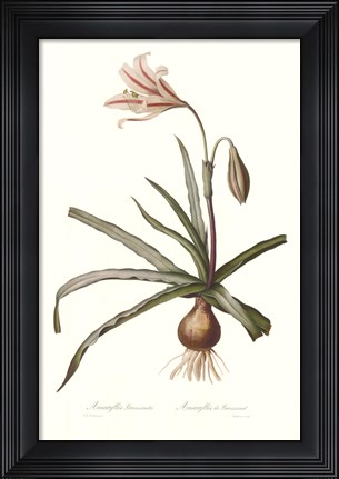Framed Amaryllis Broussonetti Print
