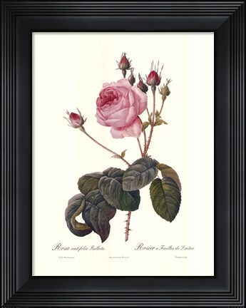 Framed Centifolia Bullata Print