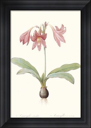 Framed Amaryllis Reticulata Print