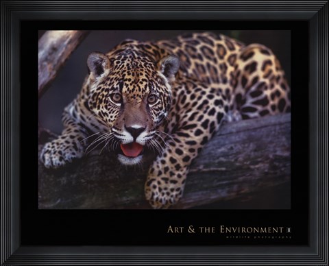 Framed Jaguar Print