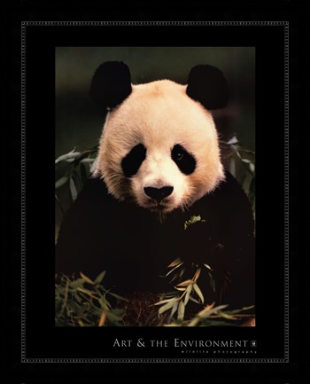 Framed Giant Panda Feeding on Bamboo Print