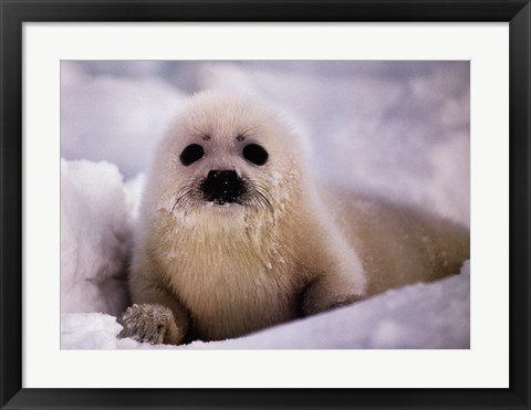 Framed Harp Seal Pup Print